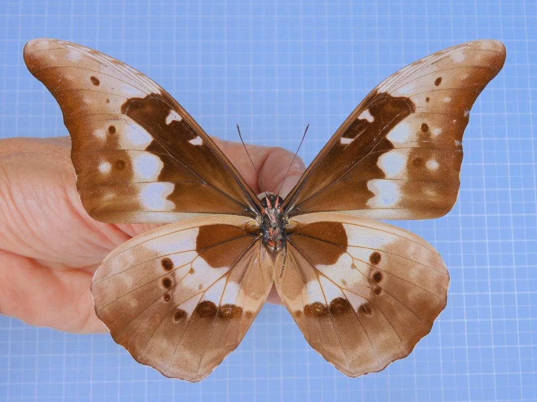 ヘレナモルフォ　120mm