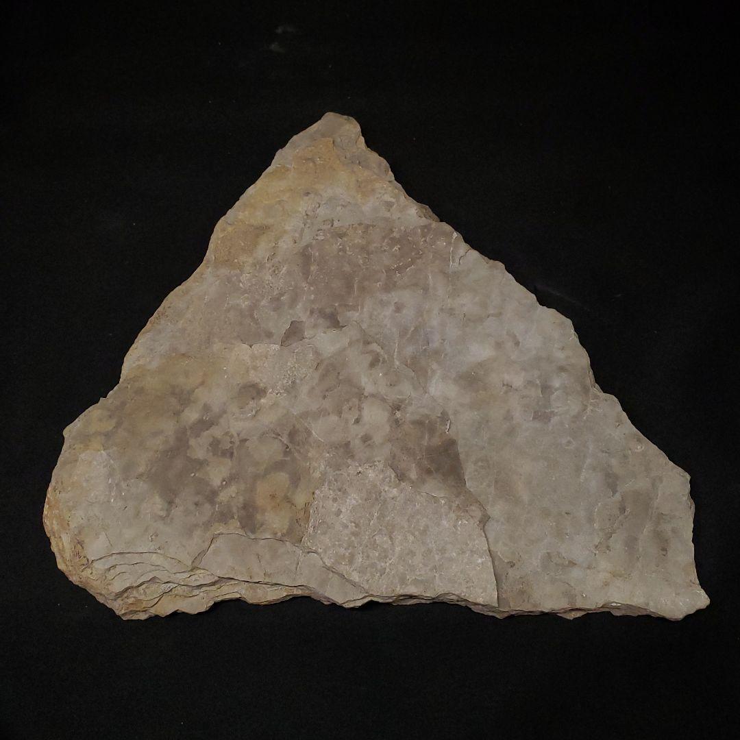 再開予定 準備中さま 希少 グラレーター 恐竜 足跡 270mm fr60