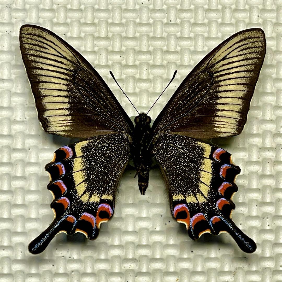 蝶標本　北海道産　極美麗ミヤマカラスアゲハ♂ 飼育品　完品　⭐️マイコレに‼️
