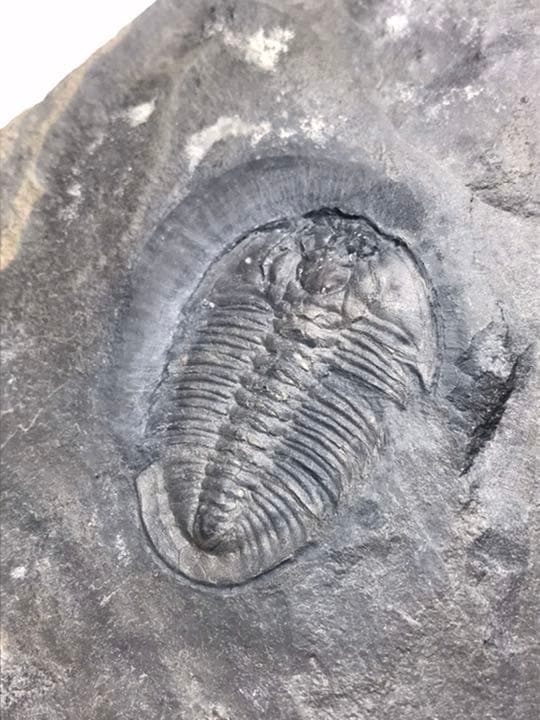 三葉虫 化石 Athabaskia bithus 三葉虫化石Athabaskia bithus