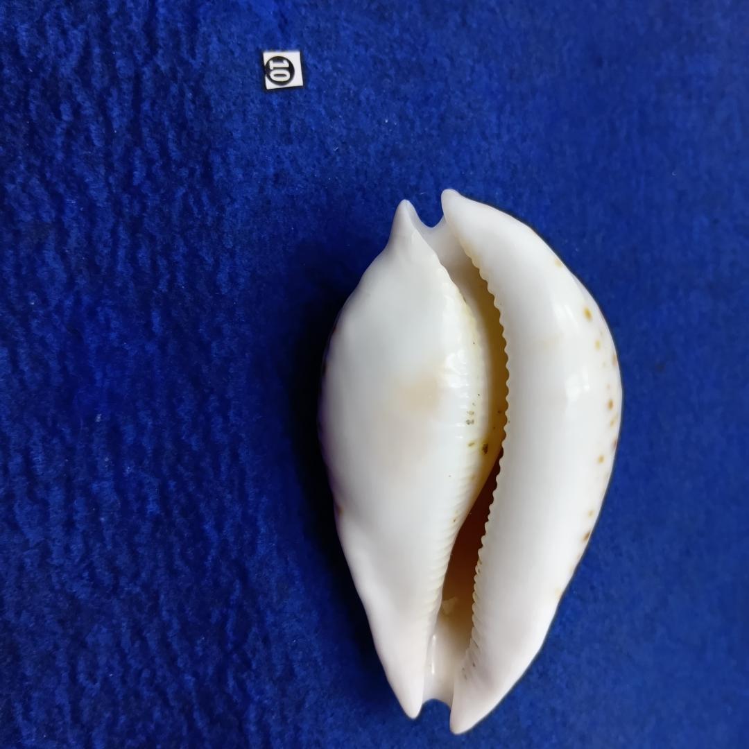 ➉-1貝標本シロガネダカラ - メルカリ