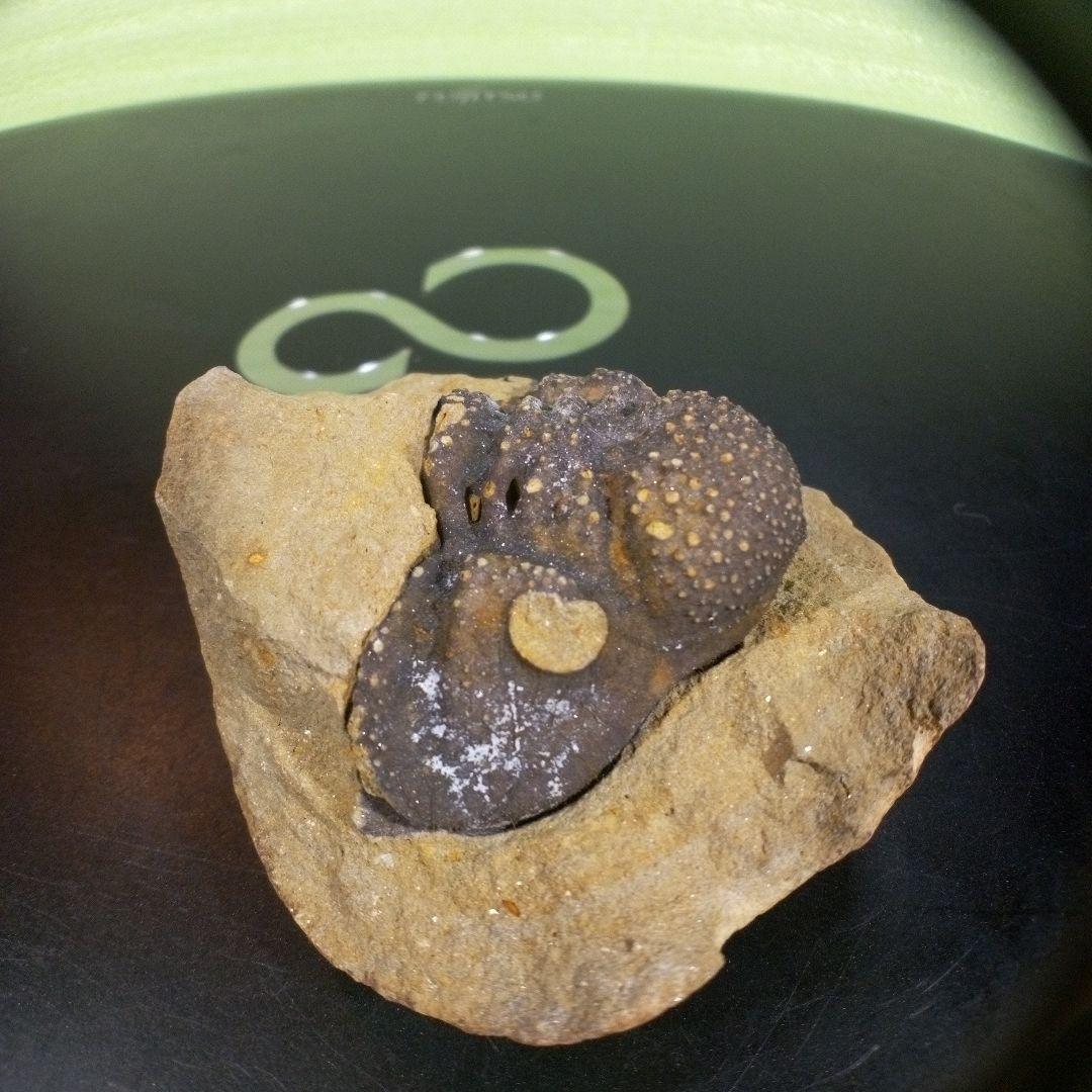 三葉虫 化石 fossil ボリビア trilobite 海生動物 三葉虫識別④