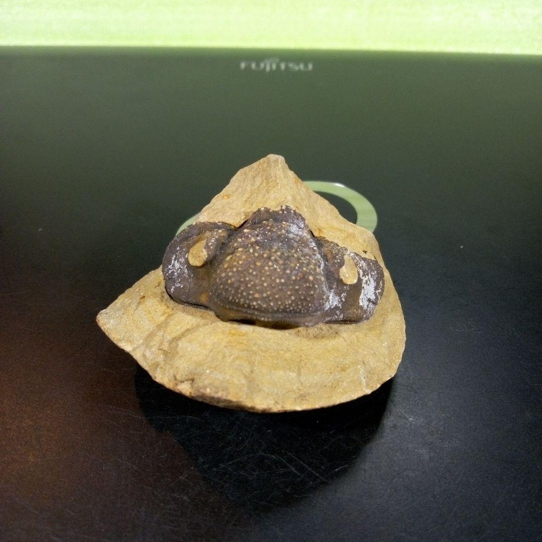 三葉虫 化石 fossil ボリビア trilobite 海生動物 三葉虫識別④