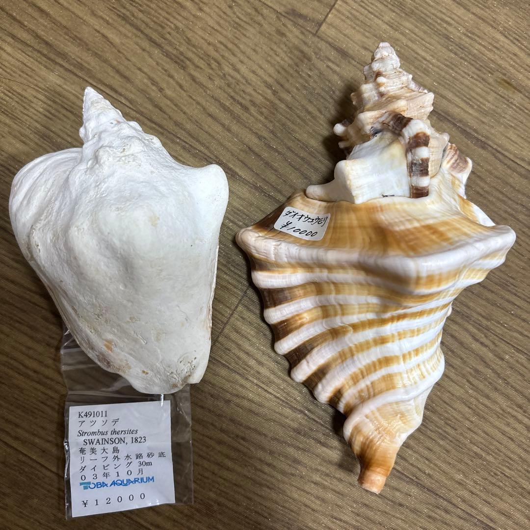 Meyo 7175様専用 貝殻10点