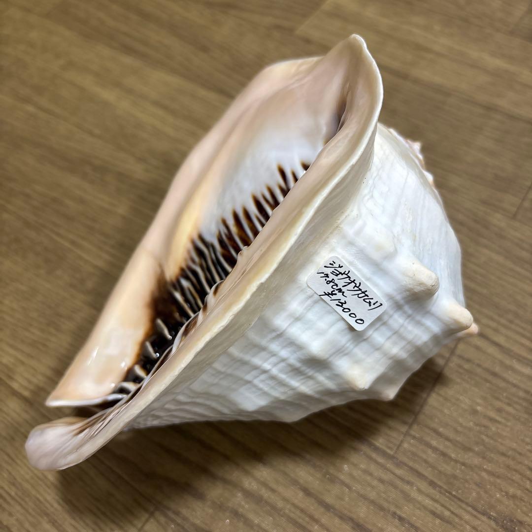 Meyo 7175様専用 貝殻10点