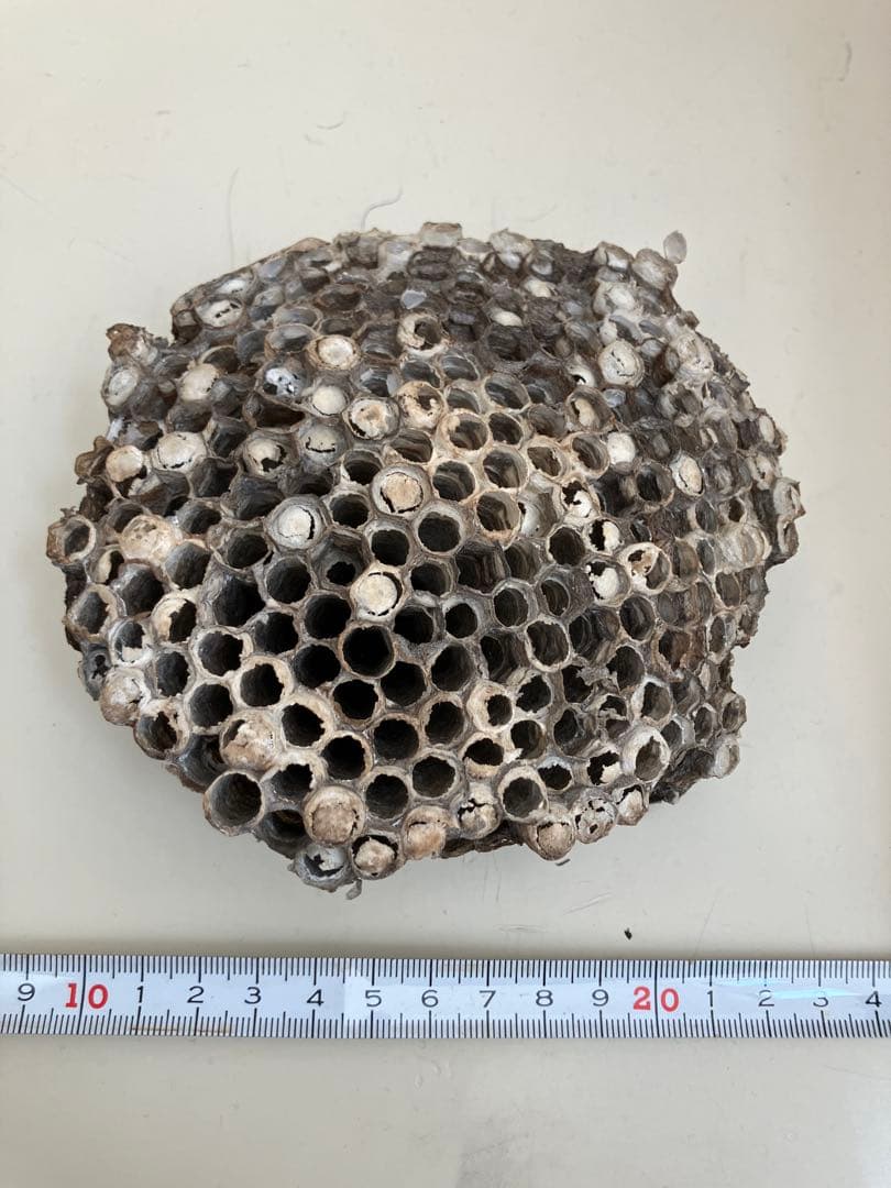 ハチの巣 本物 自然素材 約13cm - メルカリ