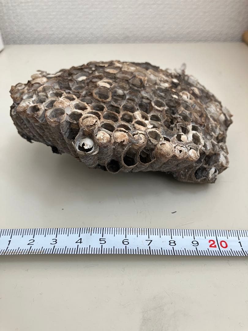 ハチの巣 本物 自然素材 約13cm - メルカリ