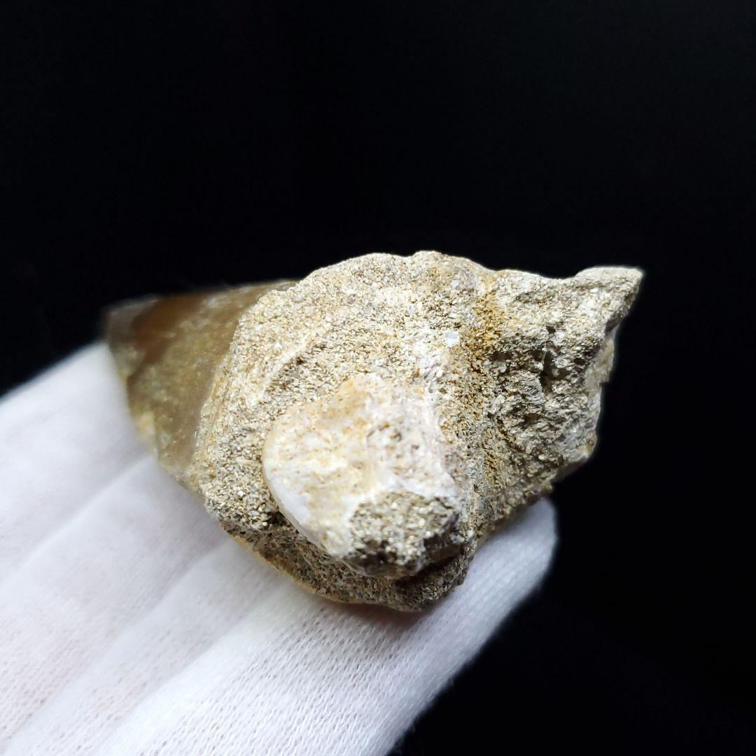 美品 モササウルス 化石 歯 本物 モロッコ産 64.53mm  mo537