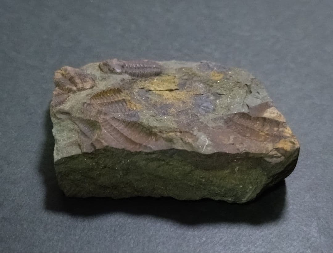 カンブリア紀】チェコインツェ産 三葉虫 エリプソセファルス・ホッフィ