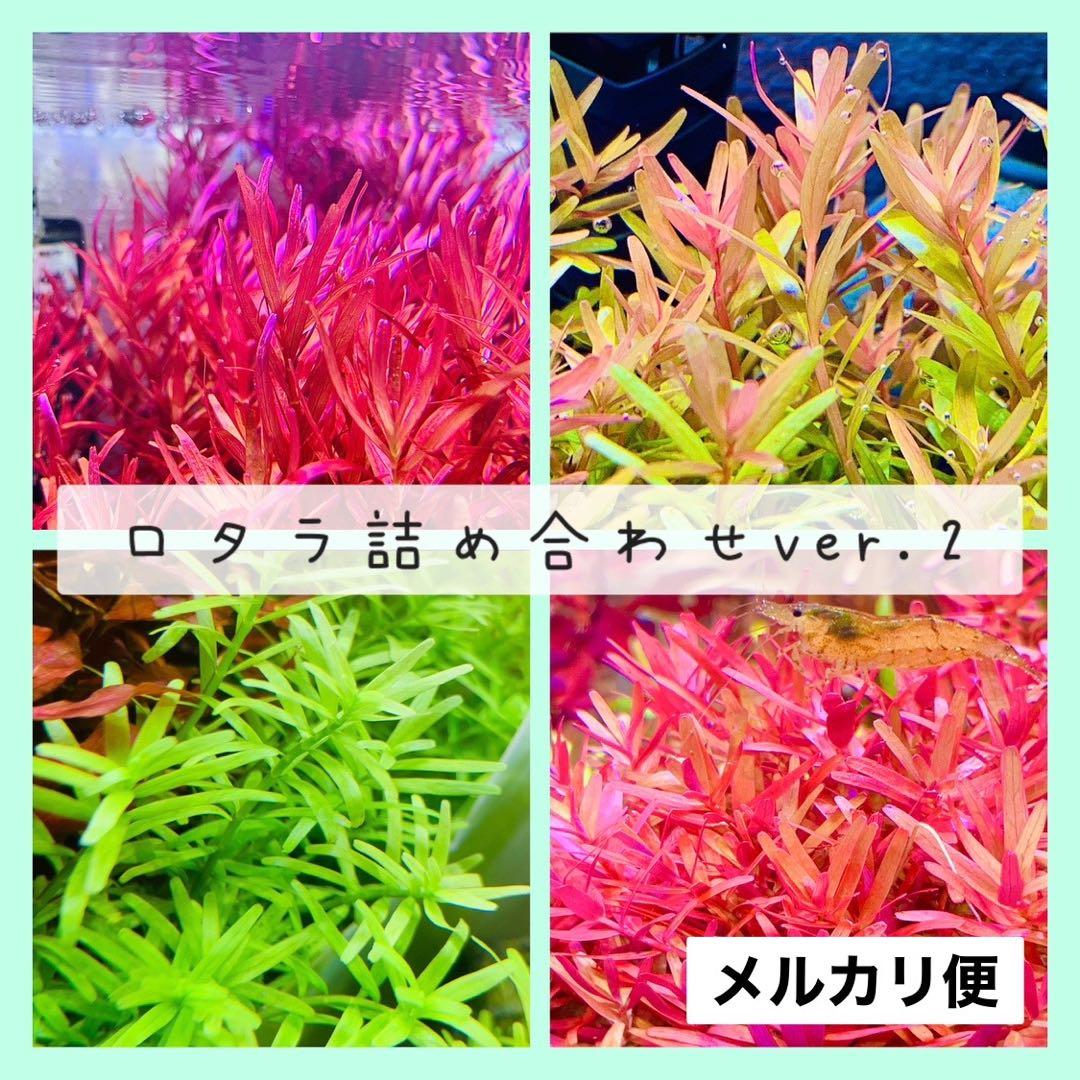 66【ロタラ詰め合わせver.2】水中葉 無農薬 - メルカリ