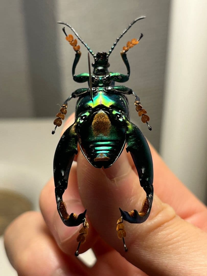 腿太葉虫最大種】Sagra buqueti モモブトハムシプラチナコガネ標本