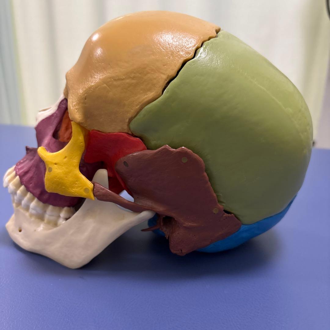 somso 頭蓋骨模型