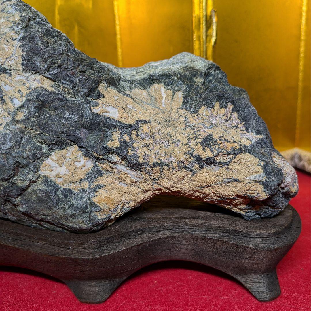 菊花石 岐阜県根尾谷産4.5㌔ 鑑賞石 観賞石 水石 盆石 天然石