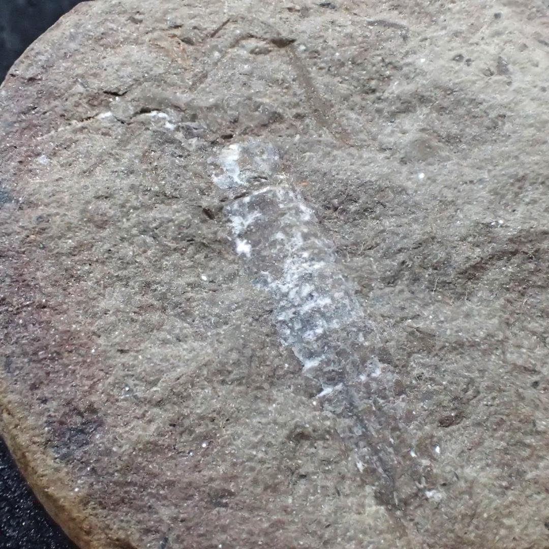 メゾンクリークの化石 1級品 アカンソテルソン 本物保証