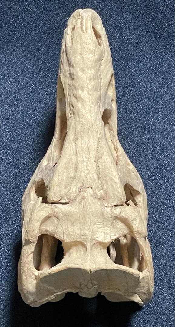 世界に一つ！ タルボサウルス・バタール 1/10木彫頭骨模型 価格応相談