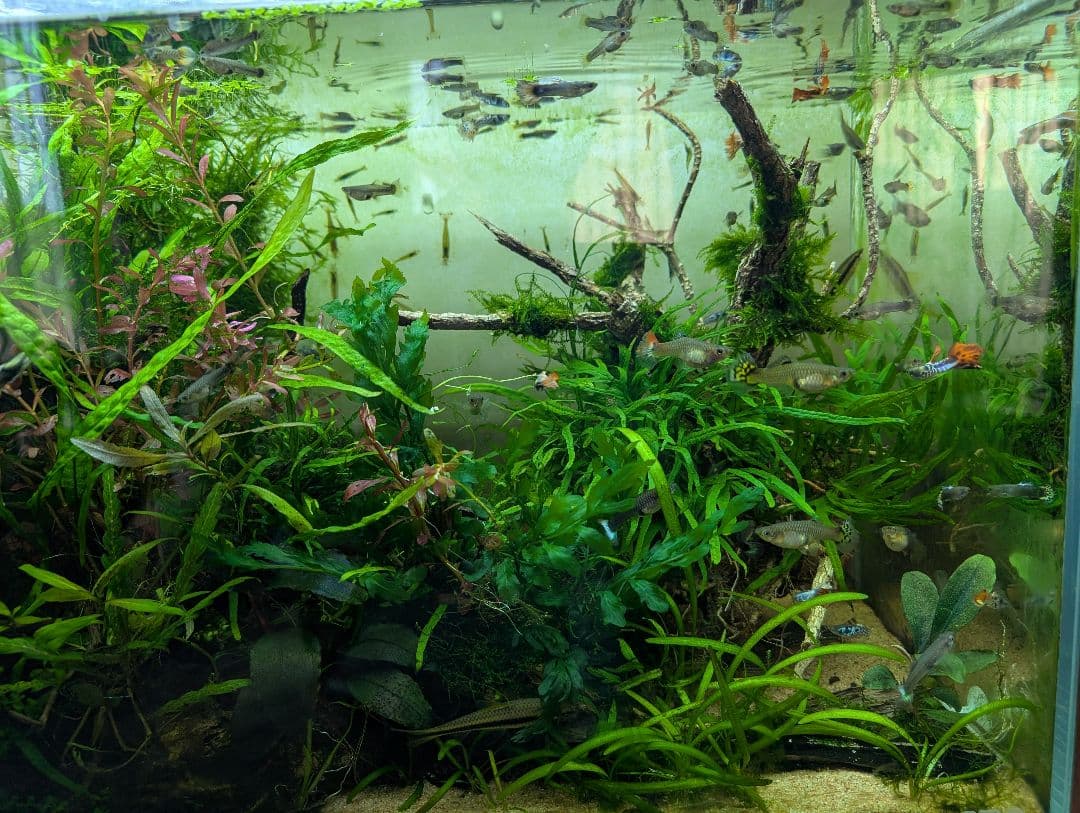 密生ミクロソリウムトライデントリーフ大株200葉以上が自然活着した