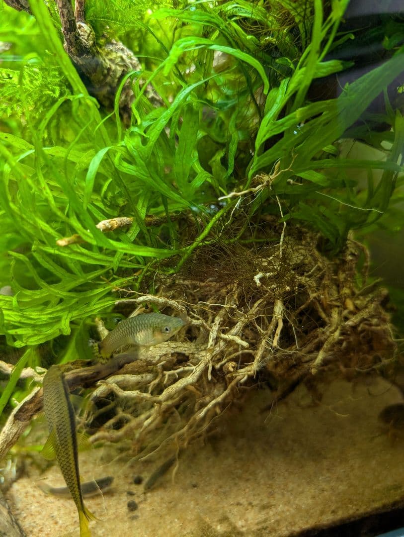 密生ミクロソリウムトライデントリーフ大株200葉以上が自然活着した