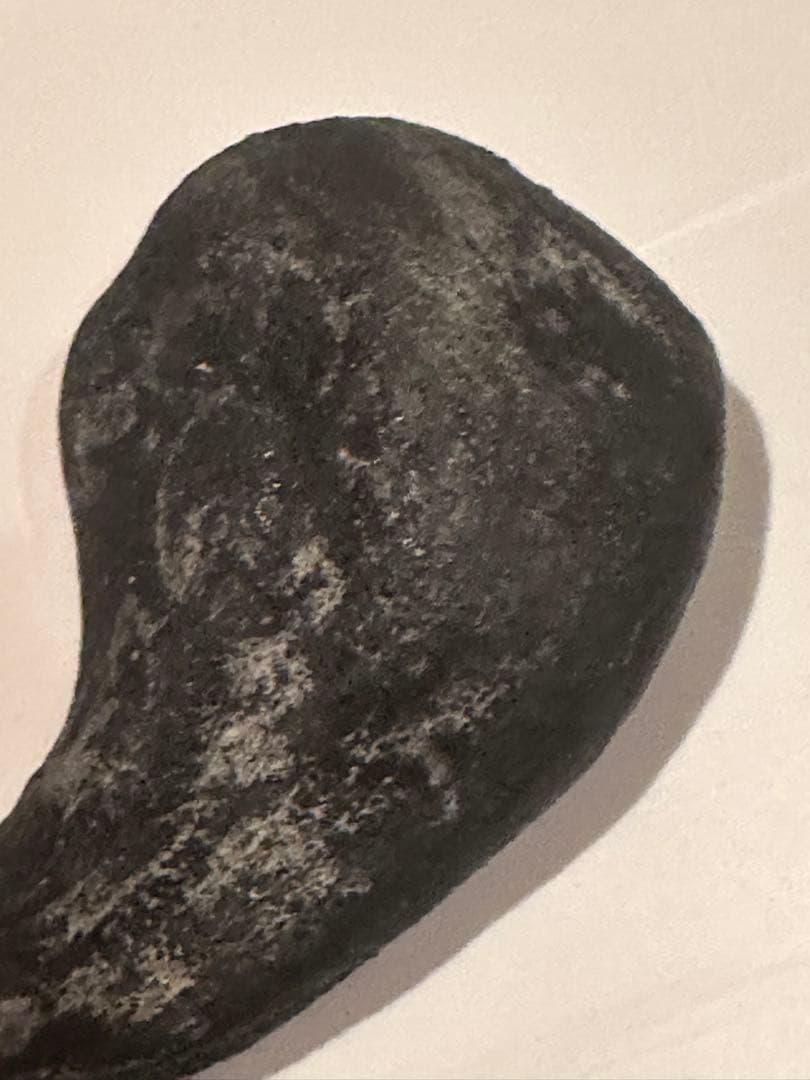 Allosaurus 化石 恐竜 ティラノサウルス カルカロドントサウルス 底値