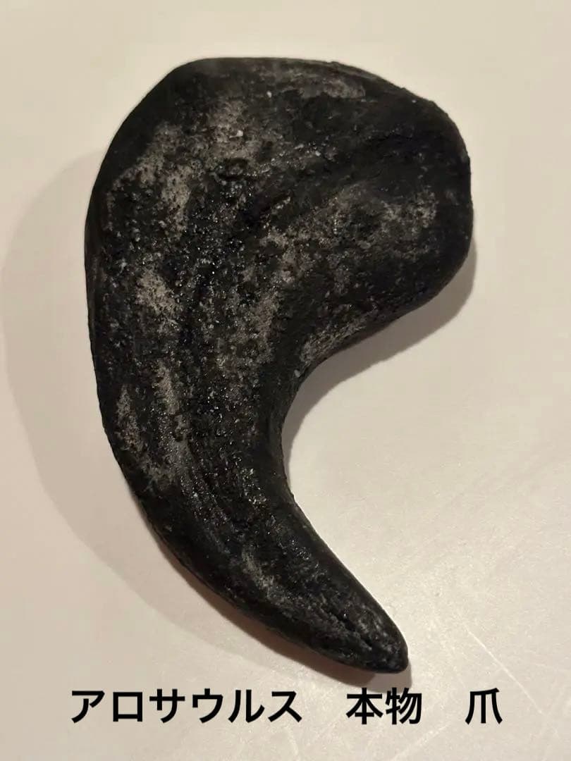 Allosaurus 化石 恐竜 ティラノサウルス カルカロドントサウルス　底値 Allosaurus 化石 恐竜 ティラノサウルス カルカロドントサウルス