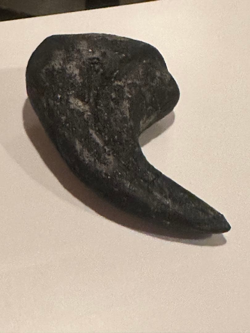 Allosaurus 化石 恐竜 ティラノサウルス カルカロドントサウルス 底値