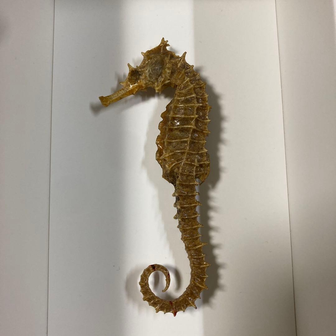 タツノオトシゴ 乾燥標本 約9cm - メルカリ