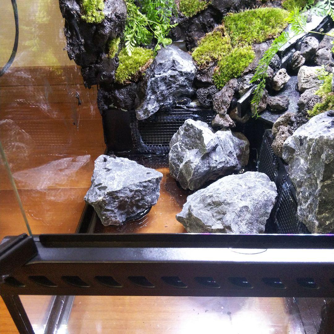 受注生産】滝のあるアクアテラリウム グラステラリウム 4530イモリウム