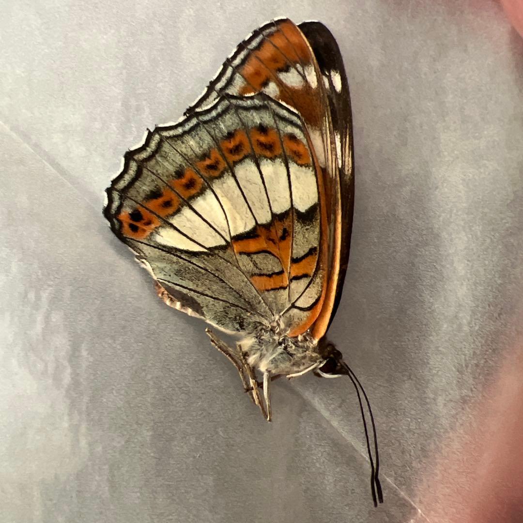 オオイチモンジチョウ モンゴル産9頭セット