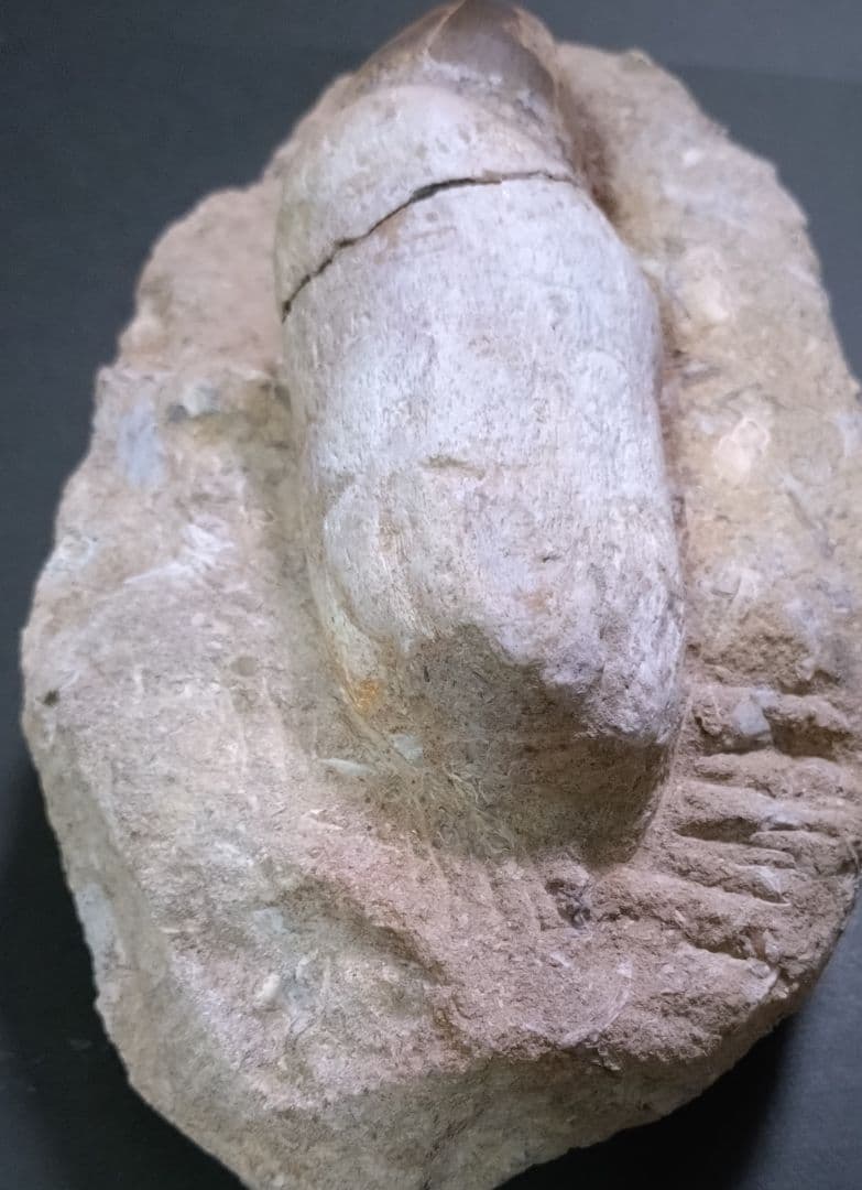 特大プログナソドン】モササウルスの歯14cmオーバー1.8kg歯根岩盤付