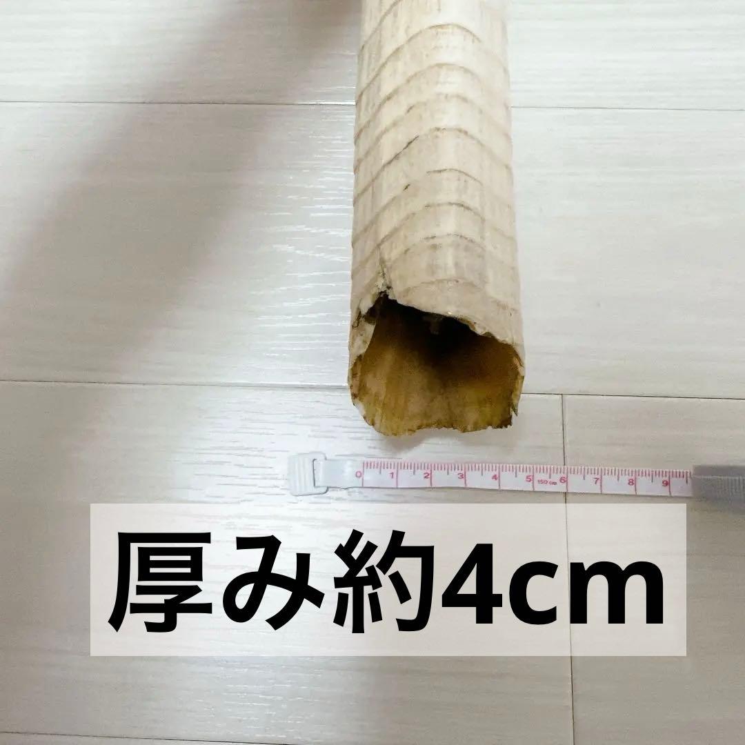 珍品】海象セイウチ牙 1665g