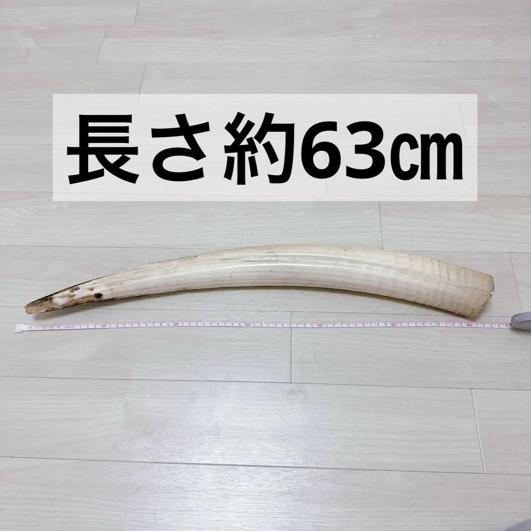 珍品】海象セイウチ牙 1665g