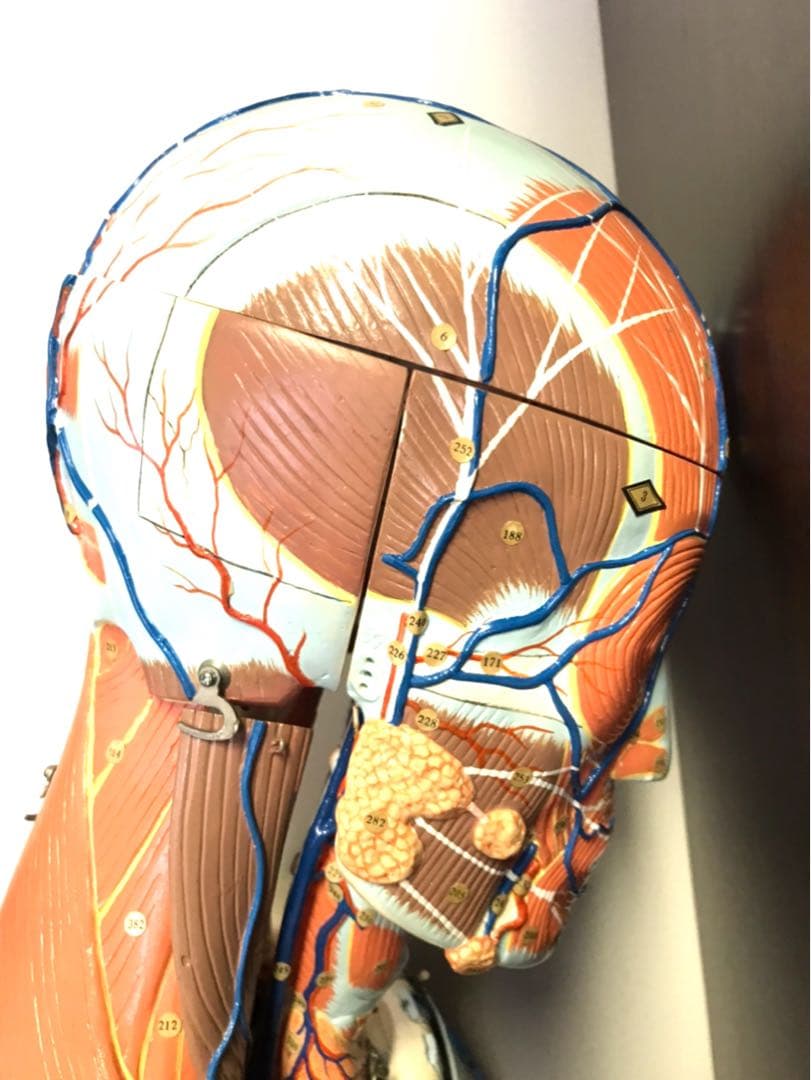 人体解剖模型♡ 京都科学