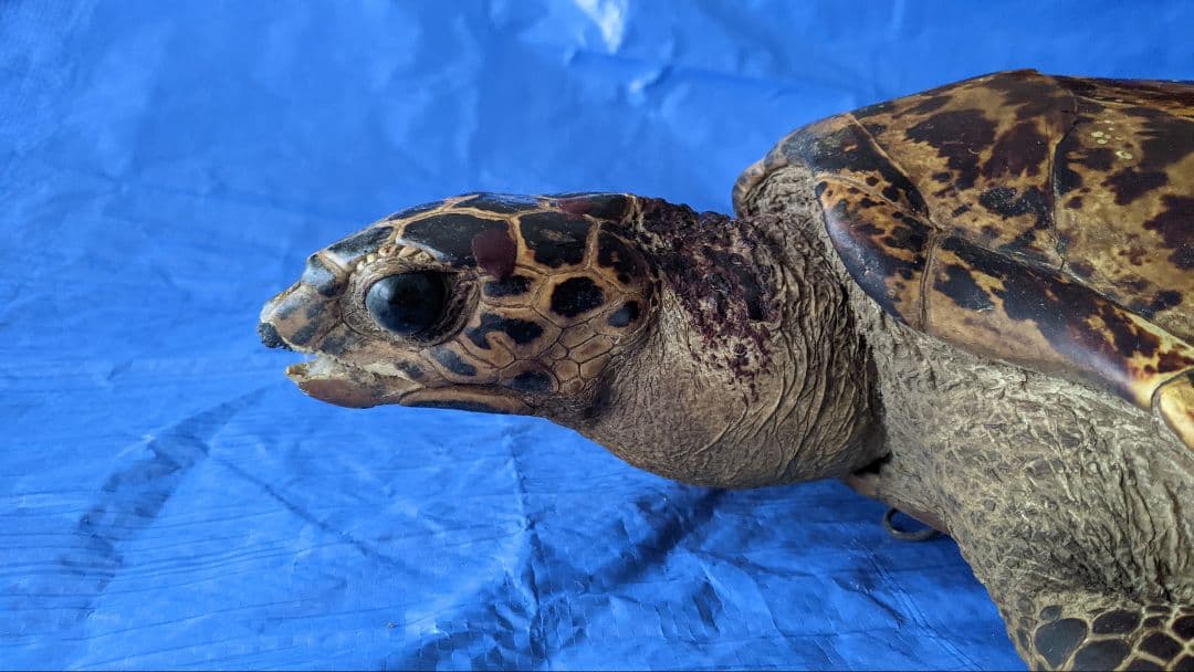 ⑤うみがめ〚タイマイ〛の剥製 壁掛けフックつき