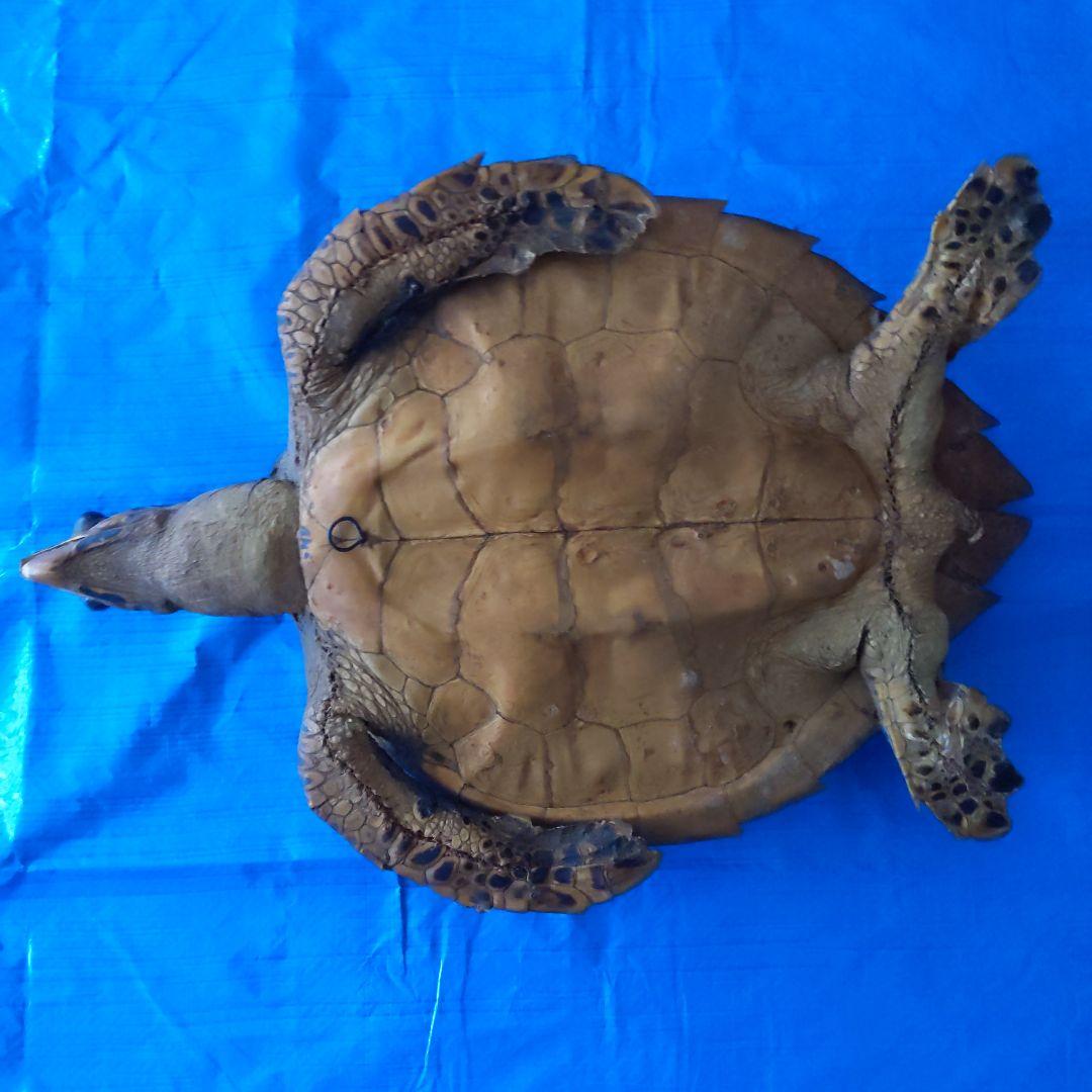 ⑤うみがめ〚タイマイ〛の剥製 壁掛けフックつき