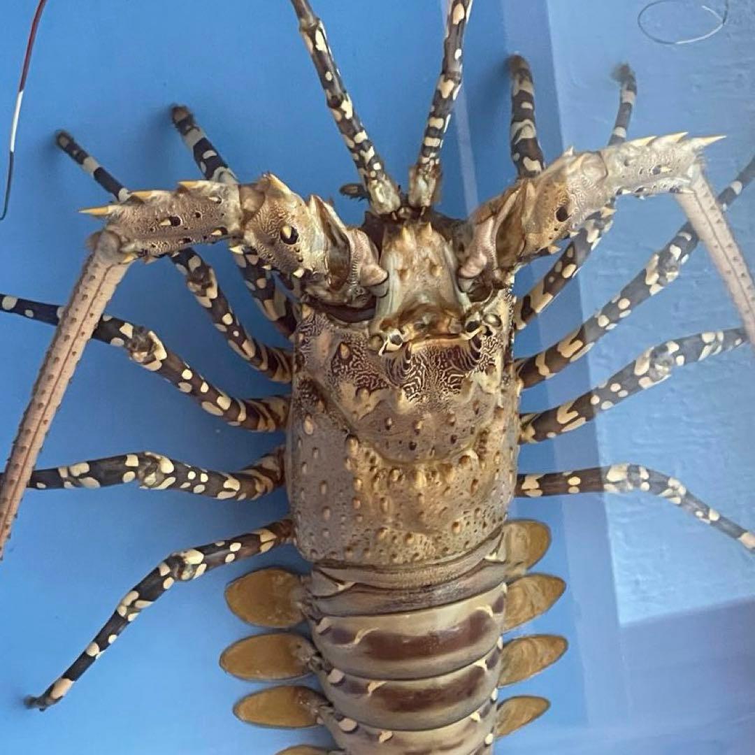 昭和レトロ】【特大】伊勢海老ゴシキエビニシキエビ剥製•標本（ガラス