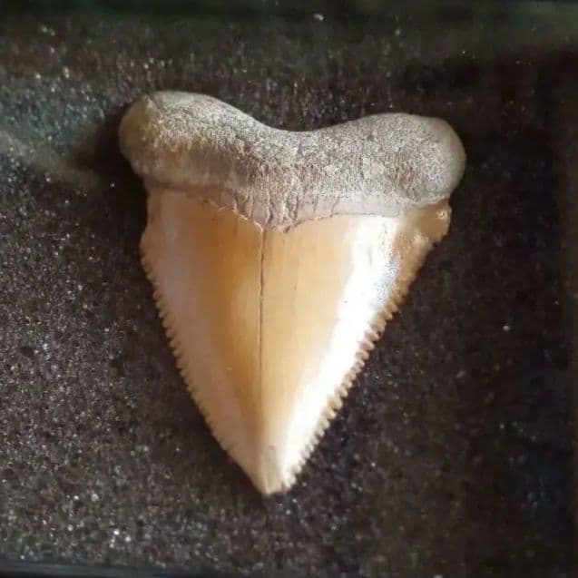 サメの歯化石 メガロドンの祖先種 希少種 カルカロクレス