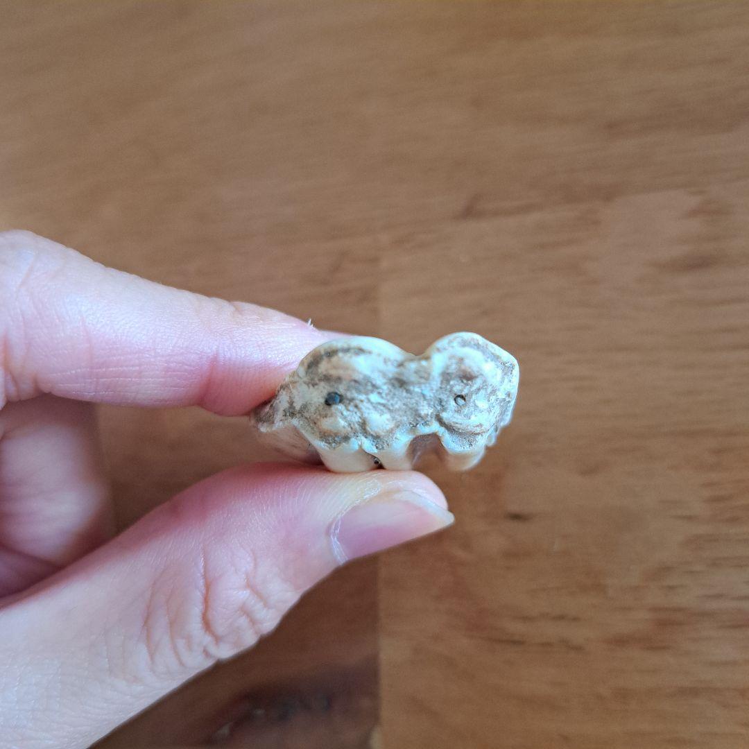 馬の歯 化石？ 天然石 波状模様のクリーム色