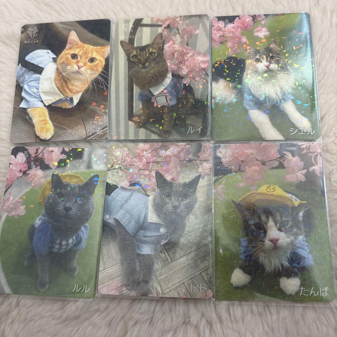 【猫カフェMOCHA 】アルシェ大宮店 2025年Spring トレカ