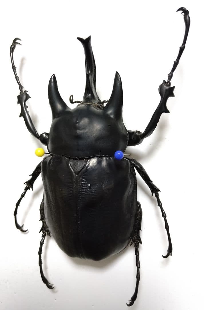 大型アクティオンゾウカブト標本 アクティオンゾウカブト標本♂♀