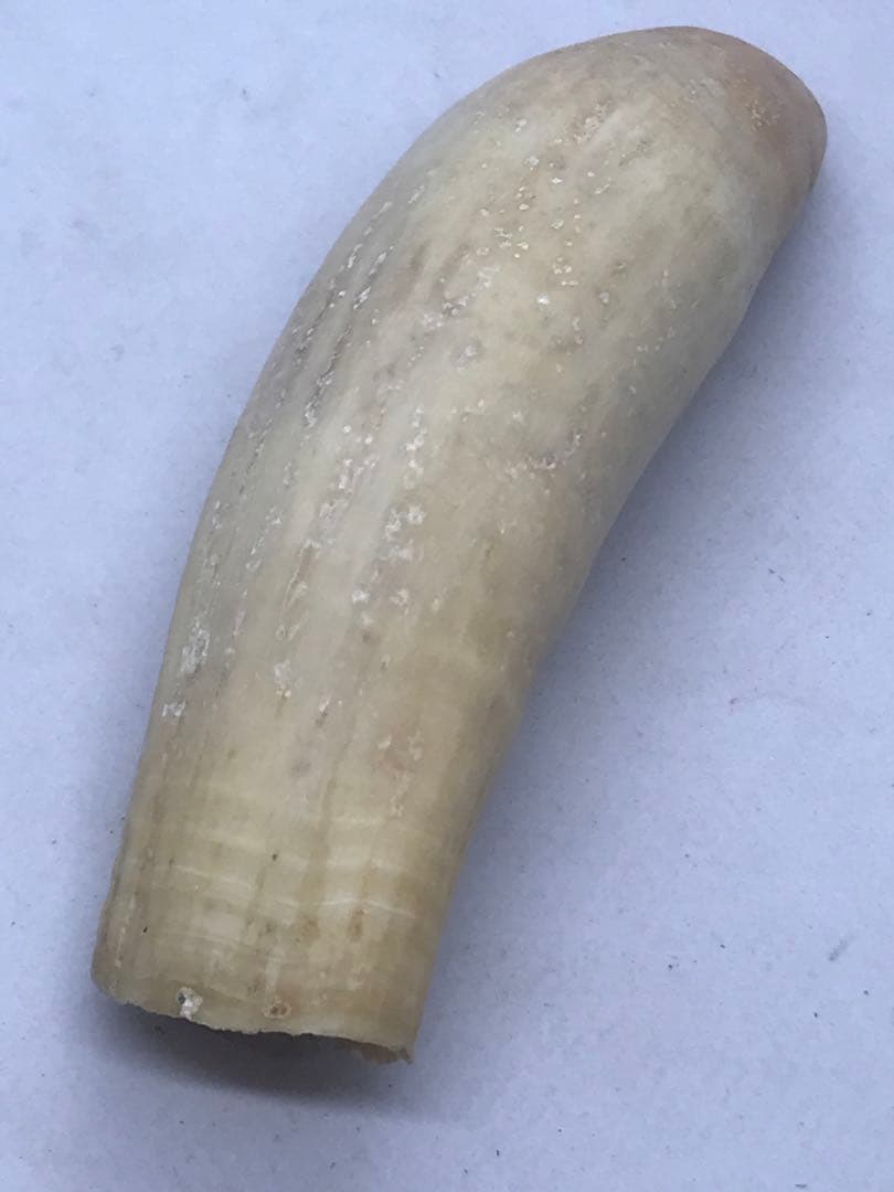 鯨歯 マッコウクジラ 4本 合計515g