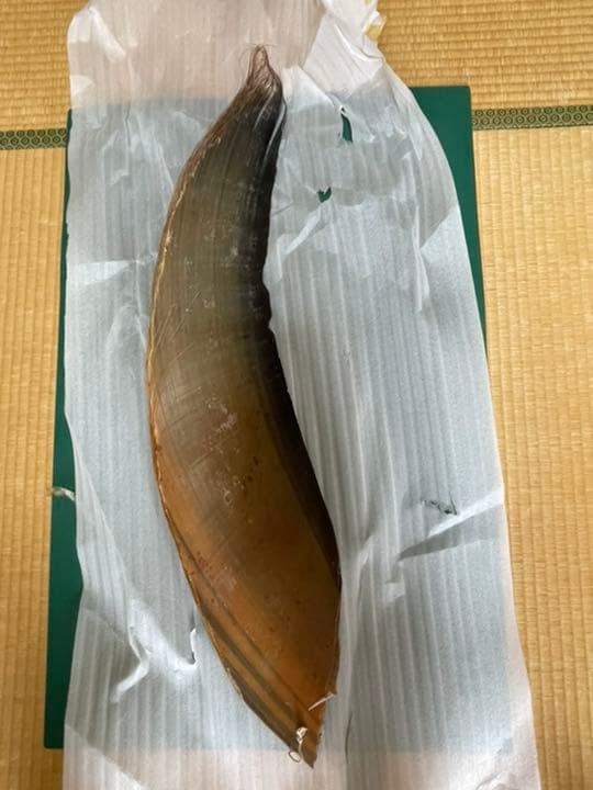 ながす鯨 ひげ歯 人気 あっ!】ナガスクジラやミンククジラひげ 鯨 髭