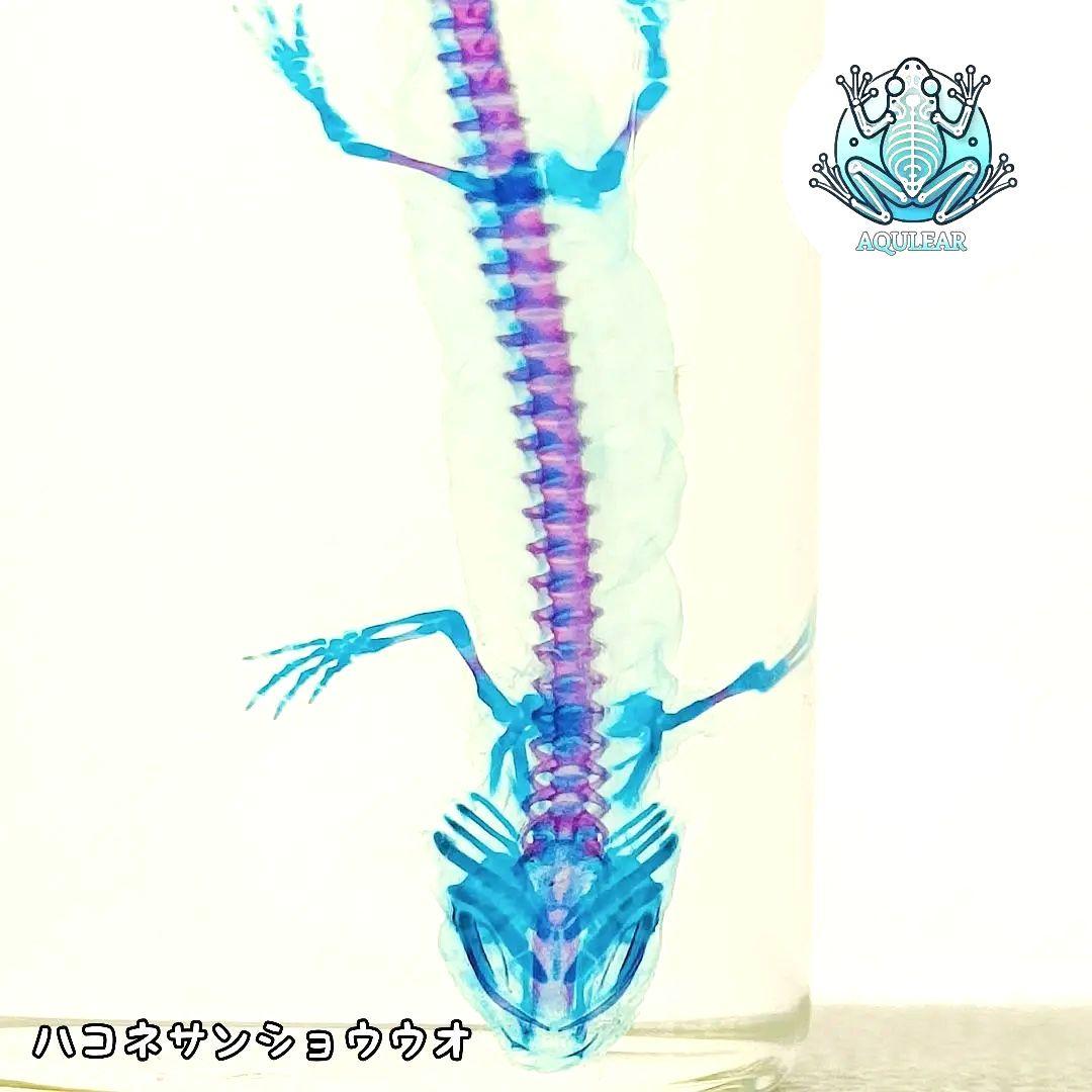 1点物》極美品☆極希少【透明骨格標本】ハコネサンショウウオ④ 幼体
