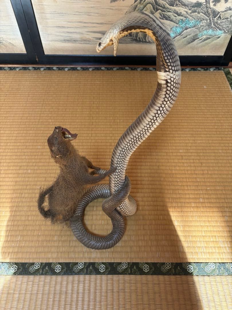 希少骨董品】コブラとイタチ