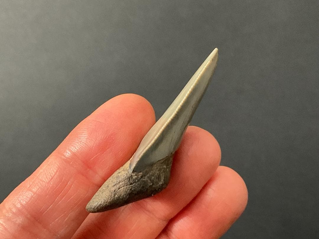 メガロドン 化石 [MG218] サメ 歯の通販｜elegannews.com