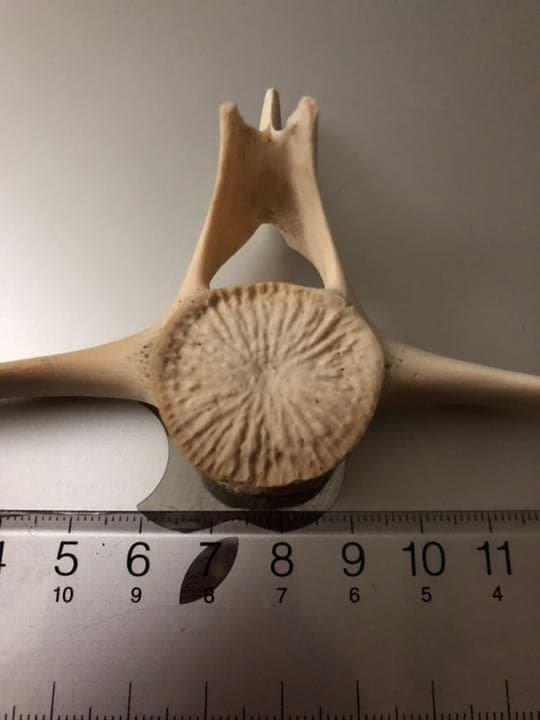 イルカの骨 イルカの骨 骨格標本 インテリア