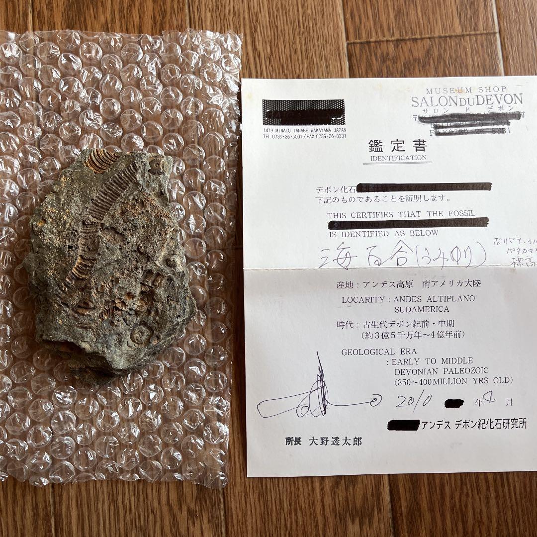 ウミユリ　化石　鑑定書付 ウミユリの化石（Arthroacantha）｜化石販売・鉱物販売の東京サイエンス