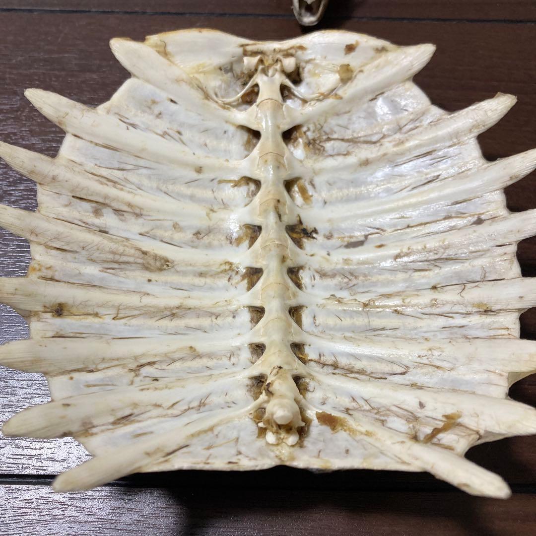 亀の骨標本（甲羅・頭骨付き）すっぽん - メルカリ