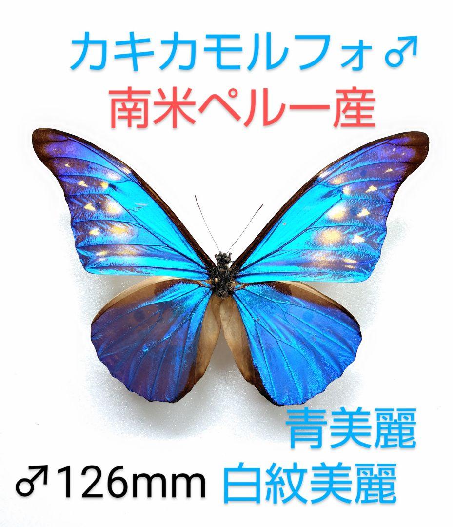 カキカモルフォ♂ 標本 青美麗 126mm白紋出現型・大型標本‼️ カキカモルフォ♂ 標本 青美麗 126mm白紋出現型・大型標本‼️