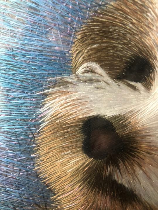 犬の絵画。珍品です。