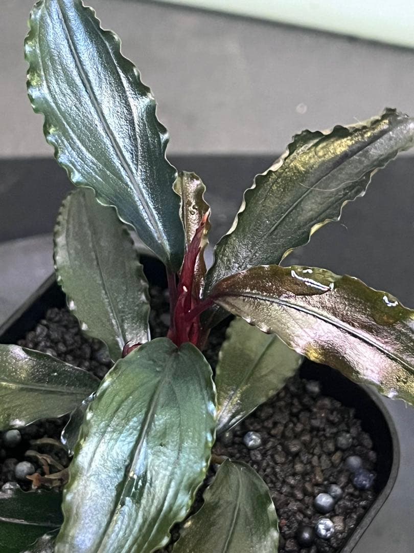 Bucephalandra sp. \"Tricolor Red\" 【水の国】