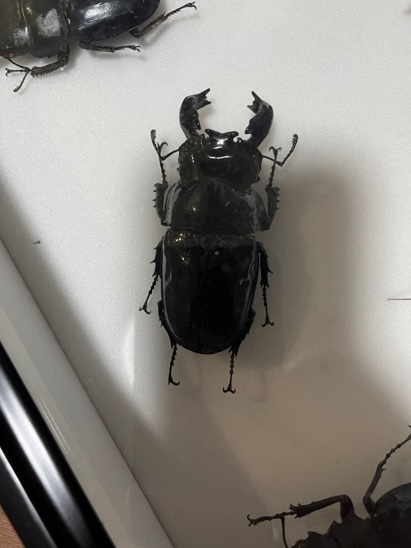 希少標本野外品マダガスカルチャイロミノケブカゾウムシ